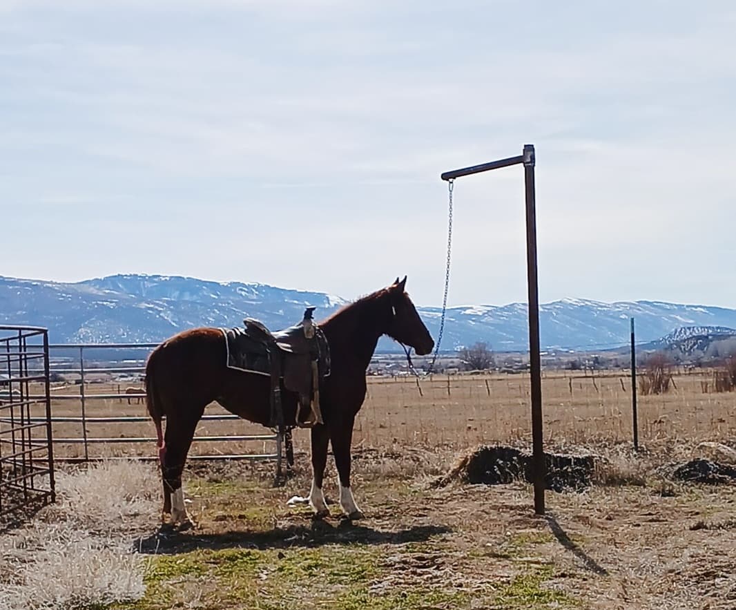 JD BOONSHINE SADIE