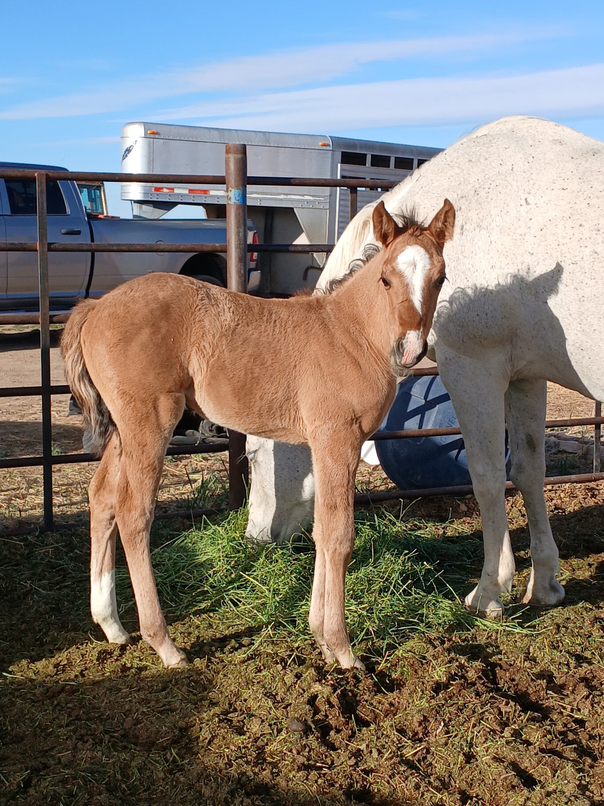 2026 Dun filly by Dun It for The Babes