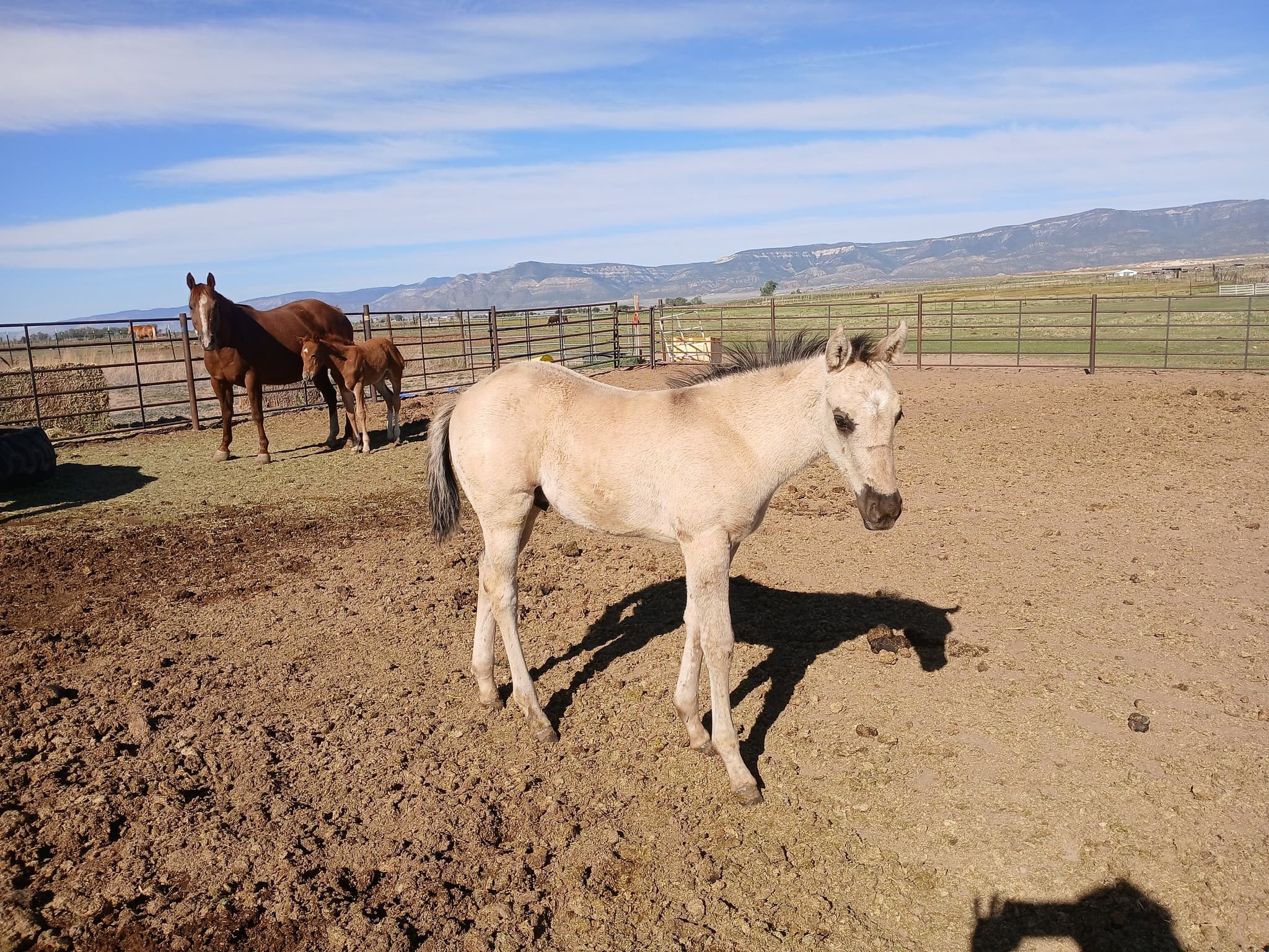 2026 Grullo Colt by DUN IT FOR THE BABES