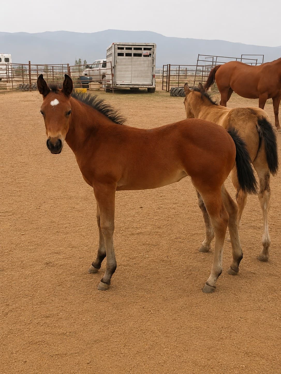 2026 bay filly by Dun It For the Babes