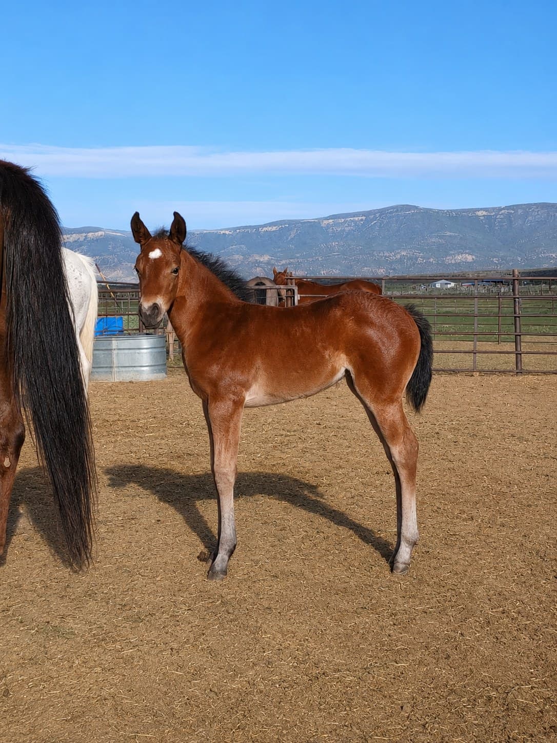 2026 bay filly by Dun It For the Babes