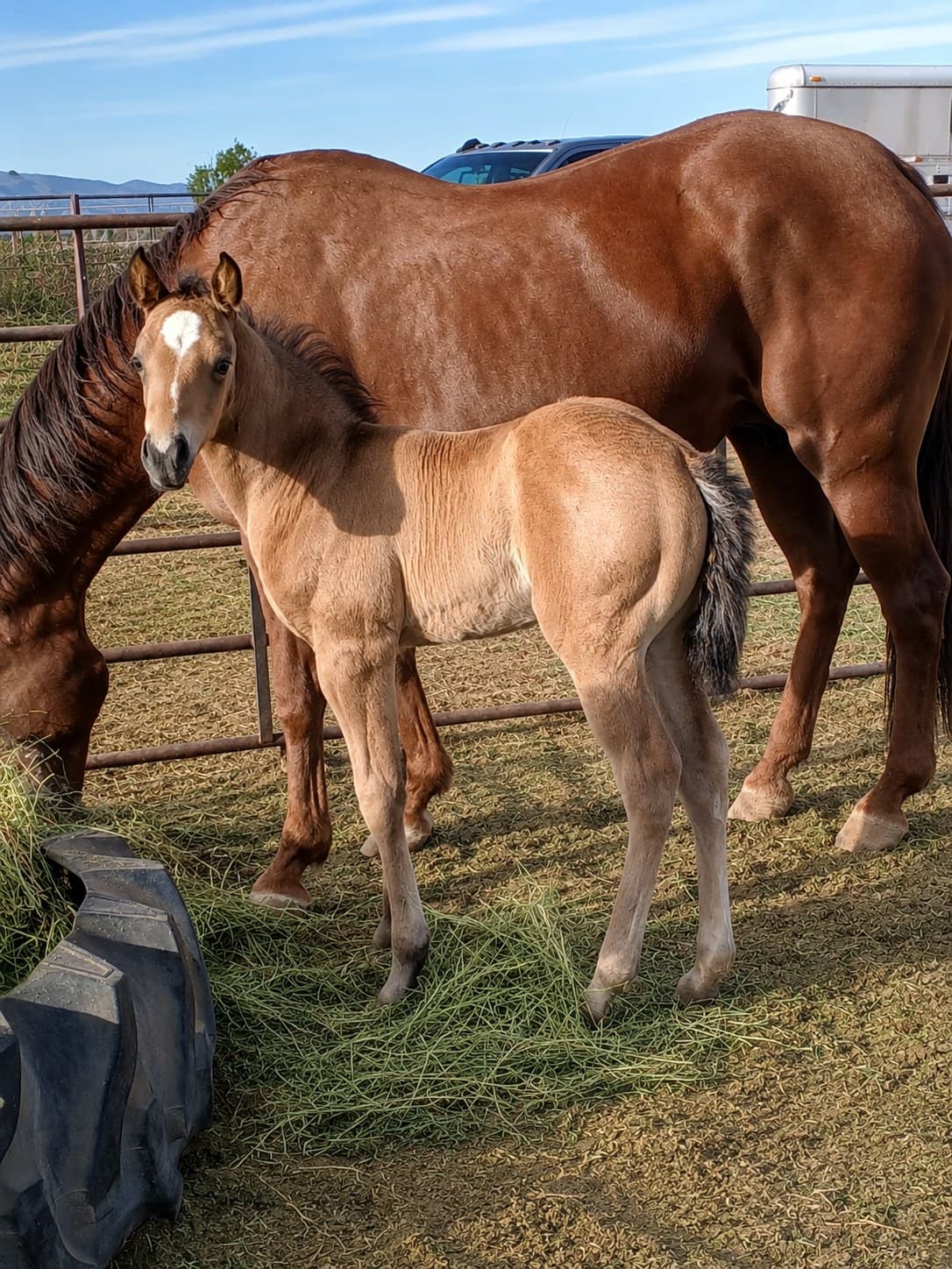 2026 Buckskin colt by Dun It For The Babes