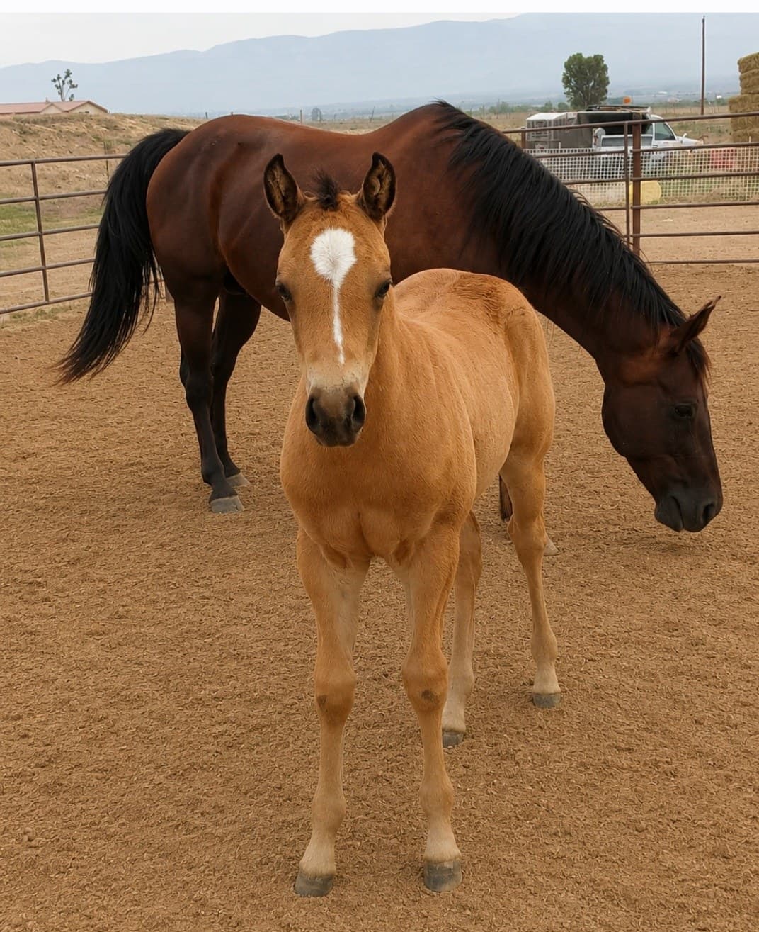 2026 Buckskin colt by Dun It For The Babes